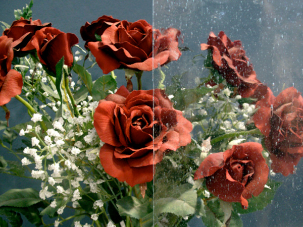 roses behind frosted glass